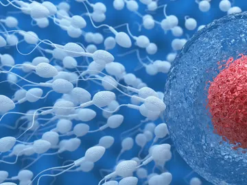 Estudio fertilidad masculina Estudio fertilidad masculina