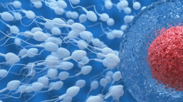 Estudio fertilidad masculina