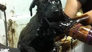 Limpian a unos de los cachorros encontrados en Cartagena