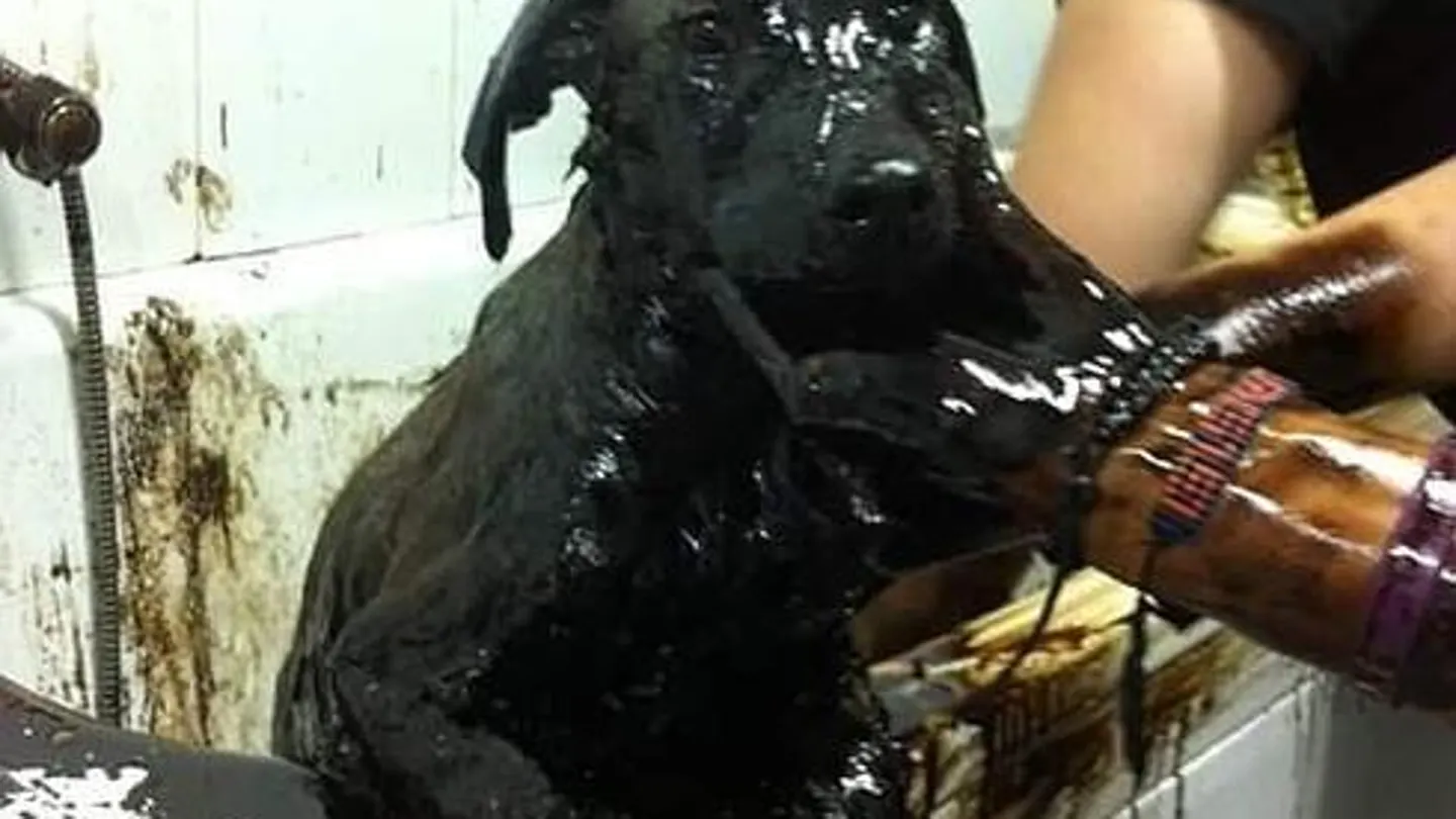 Limpian a unos de los cachorros encontrados en Cartagena Limpian a unos de los cachorros encontrados en Cartagena
