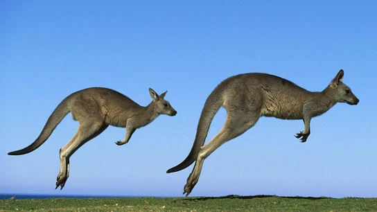 Canguro Canguro