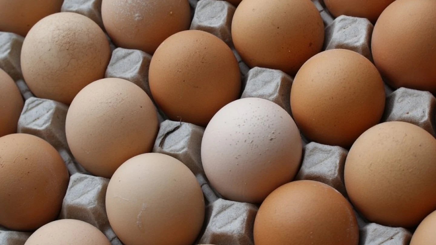 huevos huevos