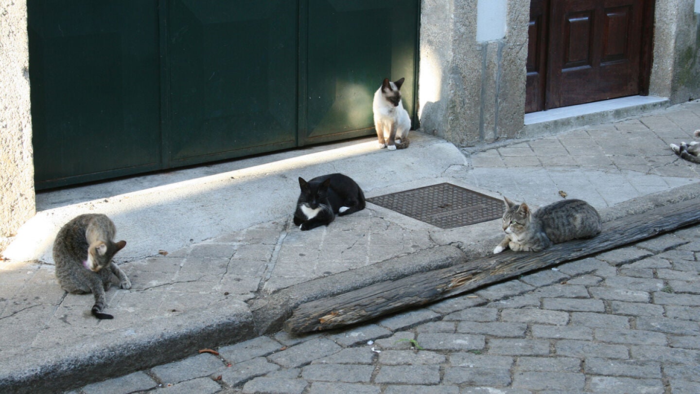 Los gatos callejeros son responsables de la desaparici&oacute;n de especies aut&oacute;ctonas