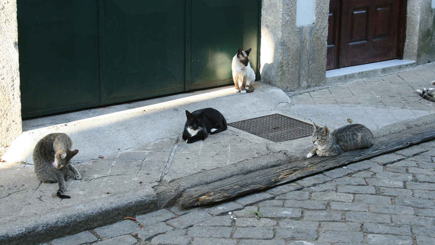 Los gatos callejeros son responsables de la desaparición de especies autóctonas Los gatos callejeros son responsables de la desaparición de especies autóctonas