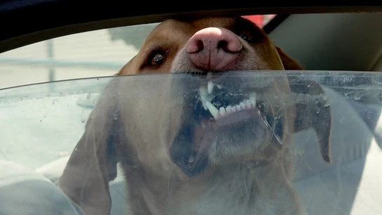Un perro dentro de un coche Un perro dentro de un coche