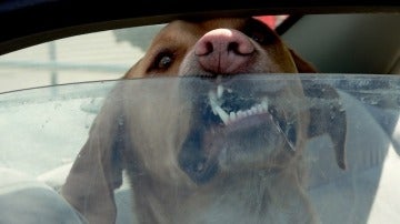 Un perro dentro de un coche