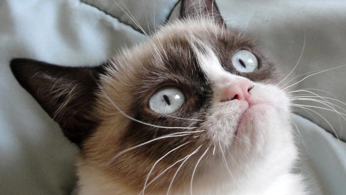 Grumpy Cat Grumpy Cat es el gato más famoso de las redes sociales