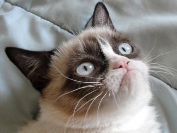 Grumpy Cat Grumpy Cat