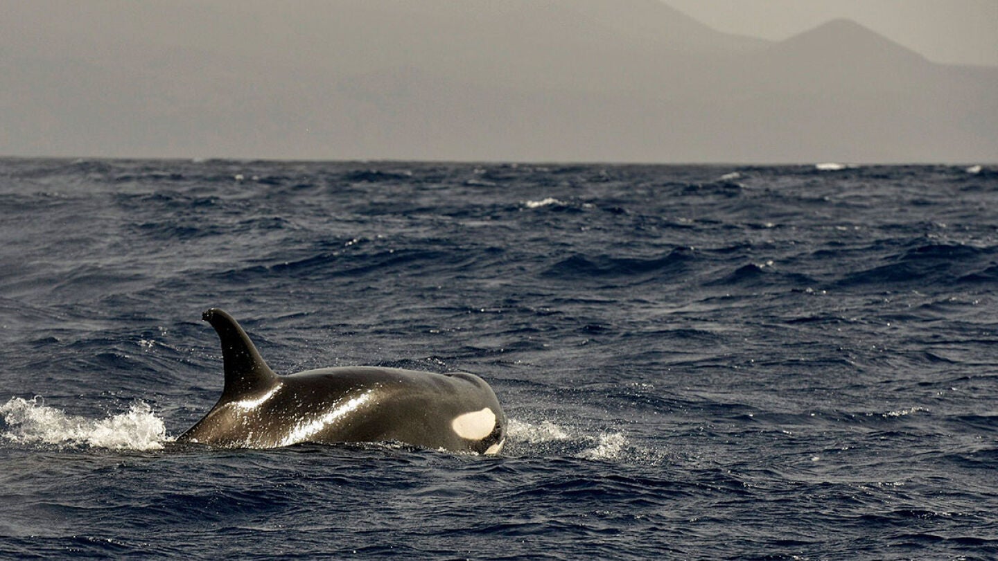 Imagen de una orca