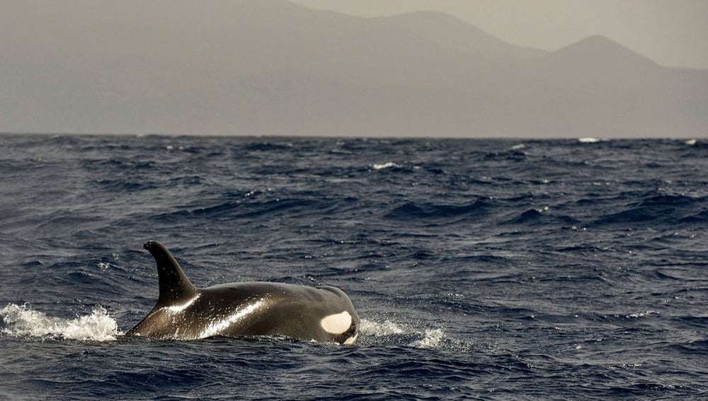 Imagen de una orca