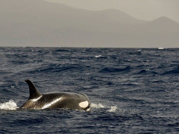 Imagen de una orca Imagen de una orca