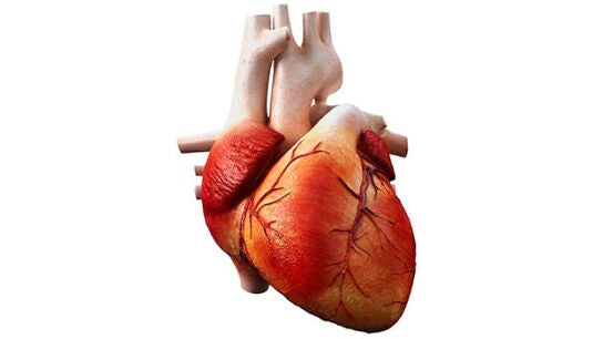 M&uacute;sculo cardiaco