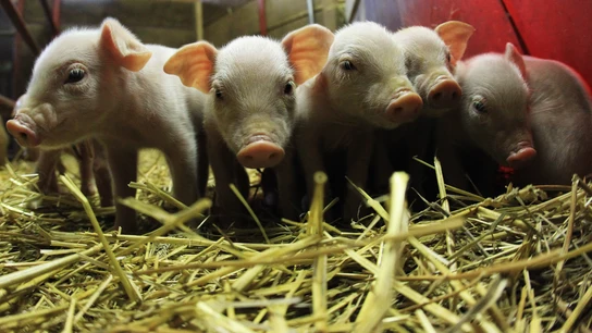 Lechones en una granja Lechones en una granja