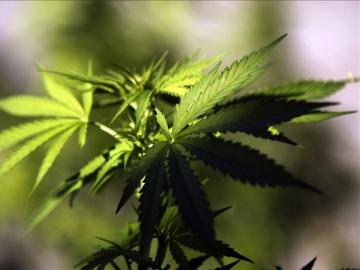 Plantas de cannabis Plantas de cannabis
