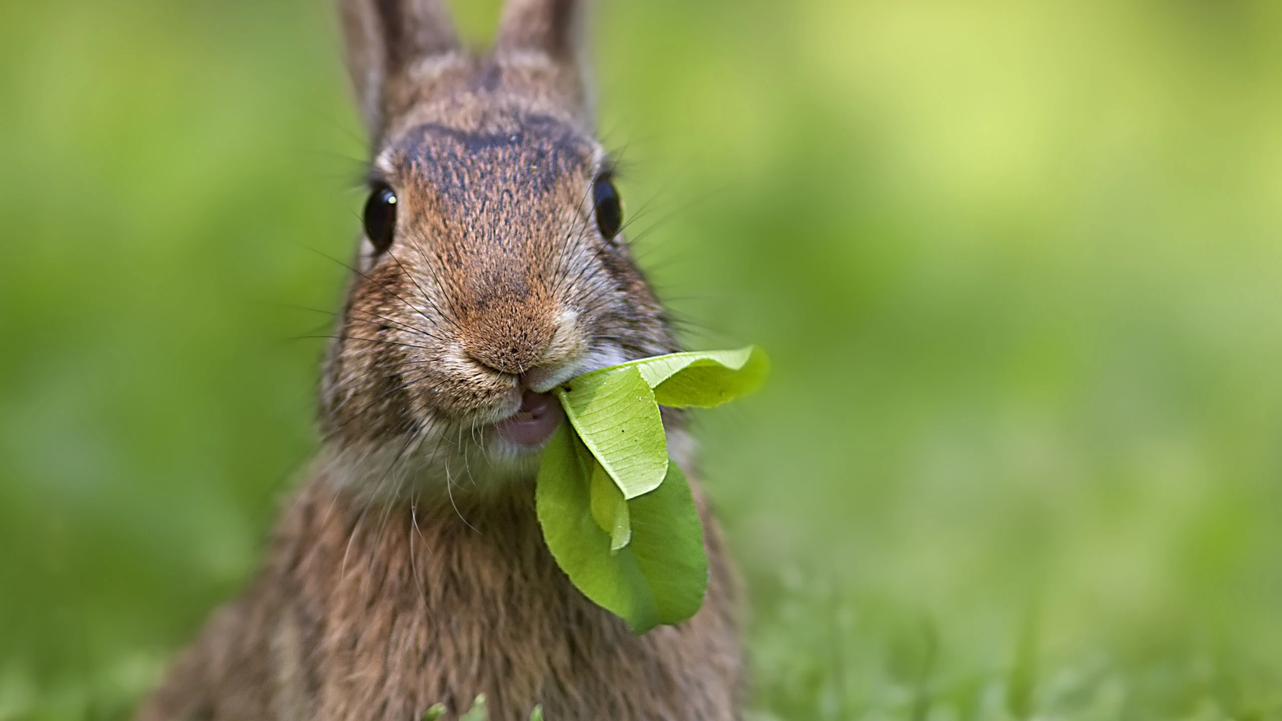 Conejo