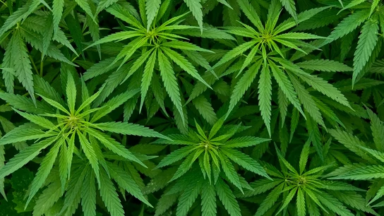 Hojas de marihuana Hojas de marihuana