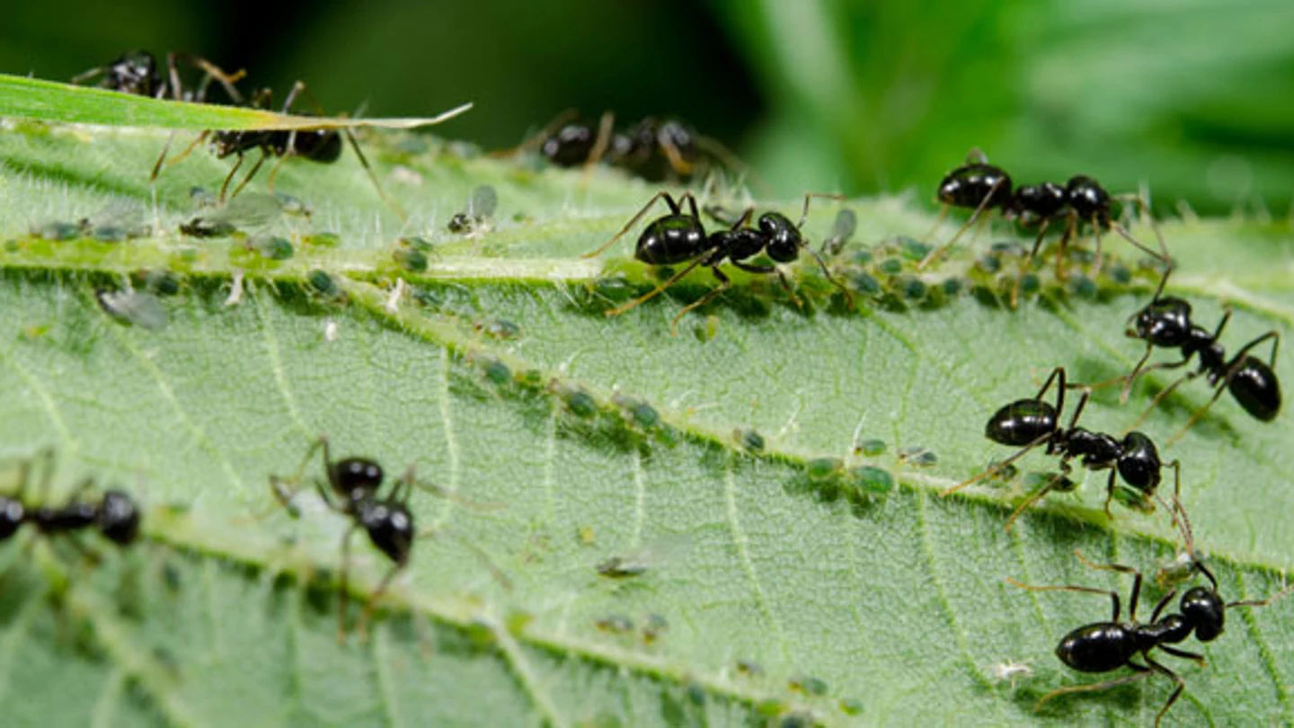 Hormigas Hormigas