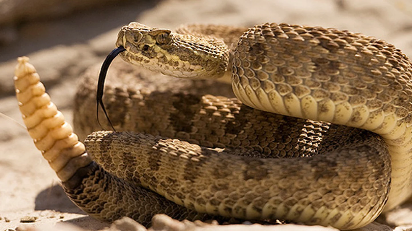 Imagen de una serpiente de cascabel. Imagen de una serpiente de cascabel.