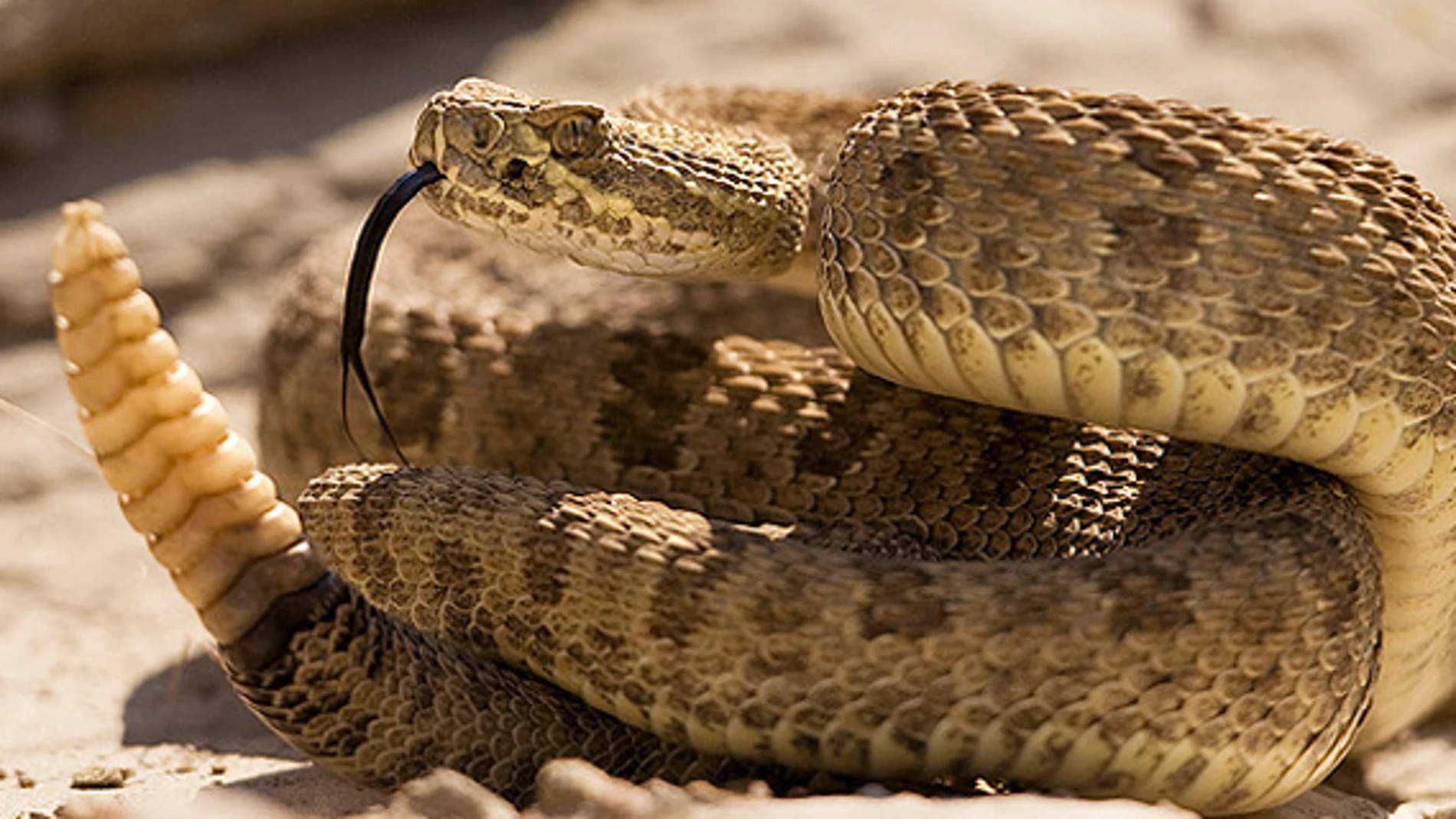Imagen de una serpiente de cascabel.