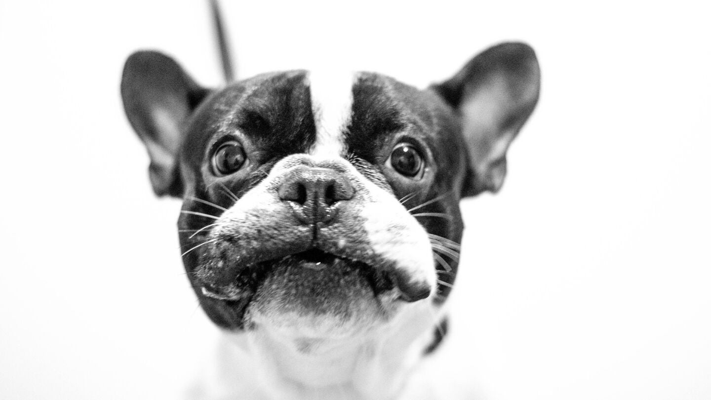 Bulldog Franc&eacute;s