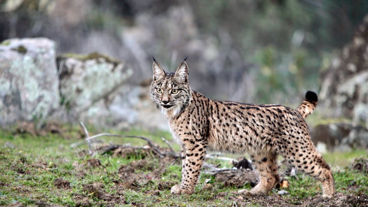 Un ejemplar de lince ib&eacute;rico