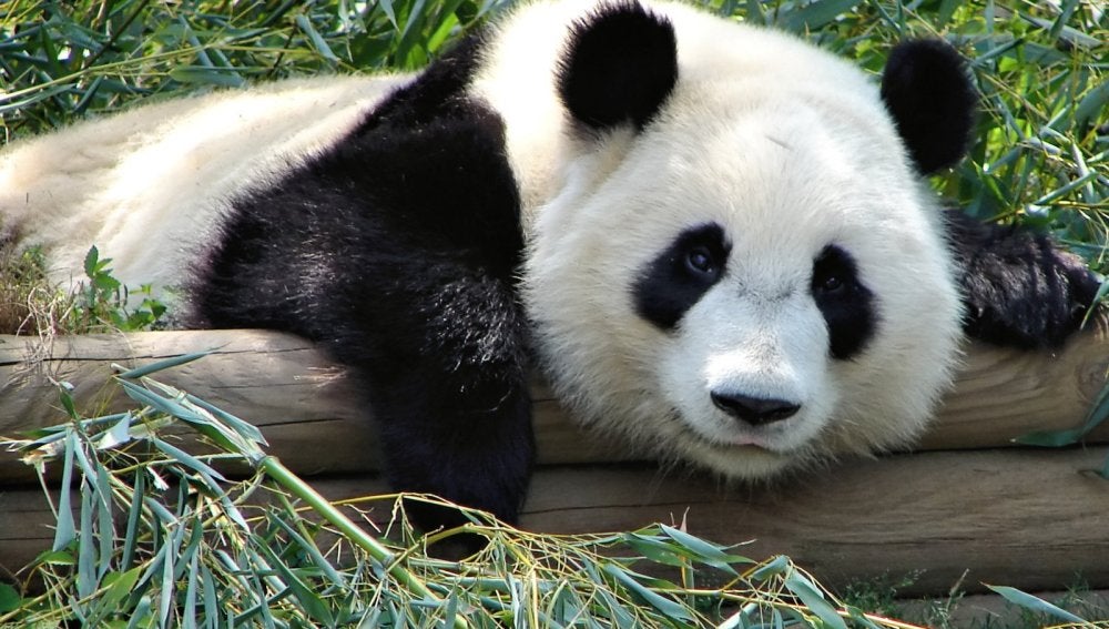 dictador café Erradicar Un equipo de científicos descubre por qué los pandas son blancos y negros