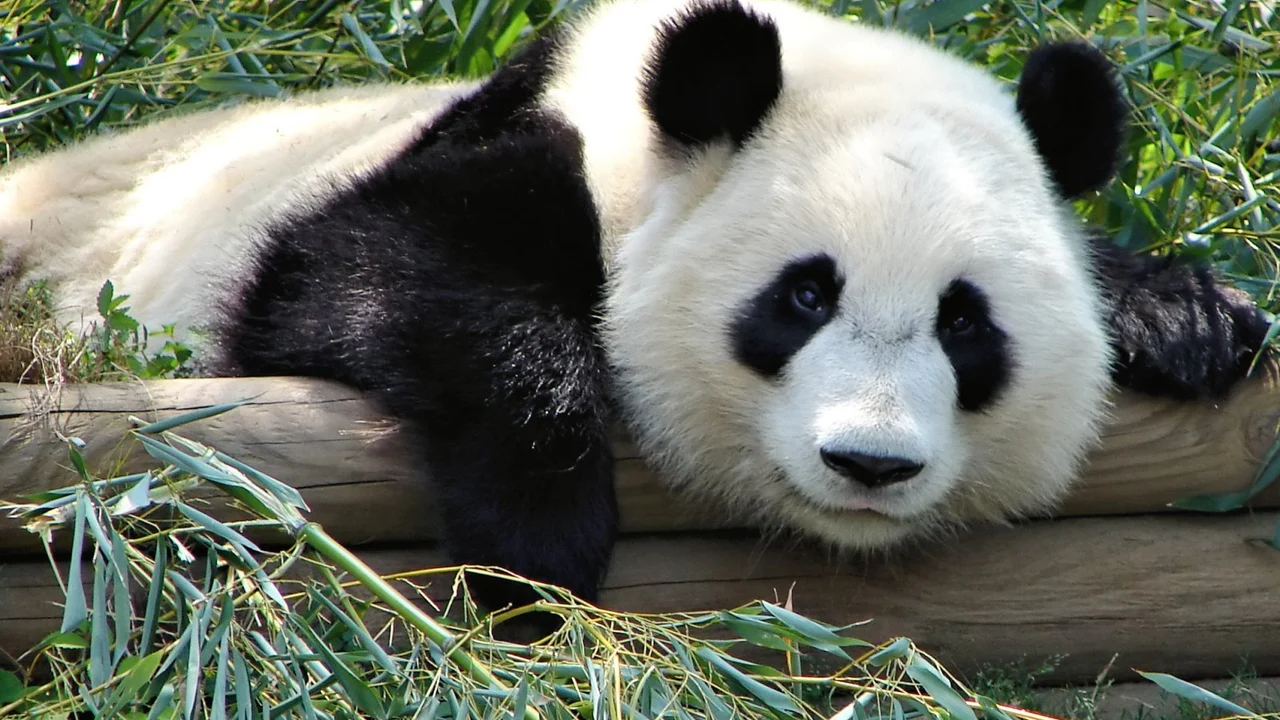 Por qué los osos panda son blancos y negros? - Libertad Digital