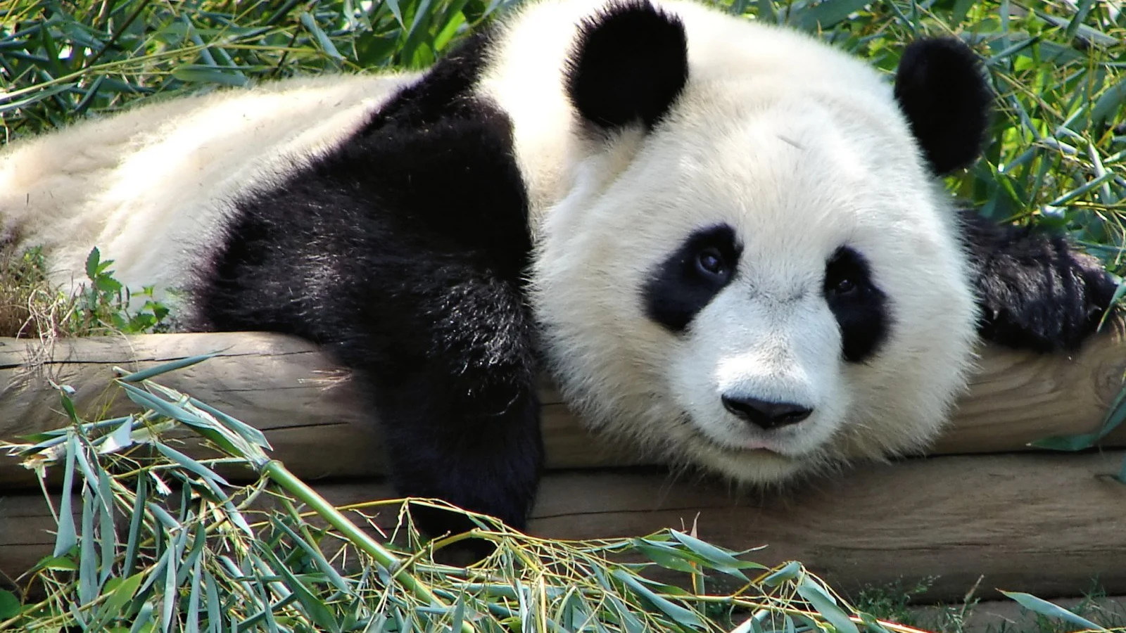 Osos panda Osos panda