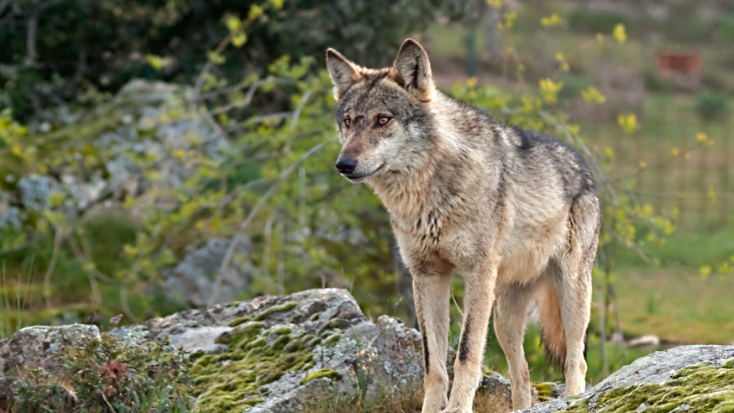 Lobo ib&eacute;rico