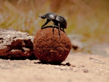 Escarabajo pelotero