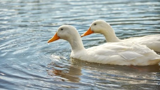 Dos patos nadan en un lago en una imagen de archivo Dos patos nadan en un lago en una imagen de archivo