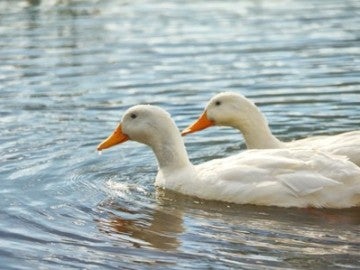Dos patos nadan en un lago en una imagen de archivo Dos patos nadan en un lago en una imagen de archivo