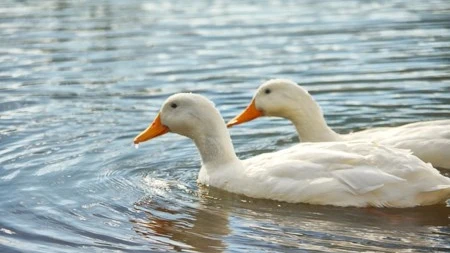 Dos patos nadan en un lago en una imagen de archivo