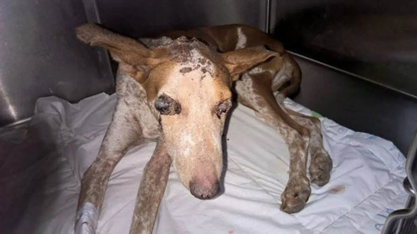 La hembra de podenco herida La hembra de podenco herida