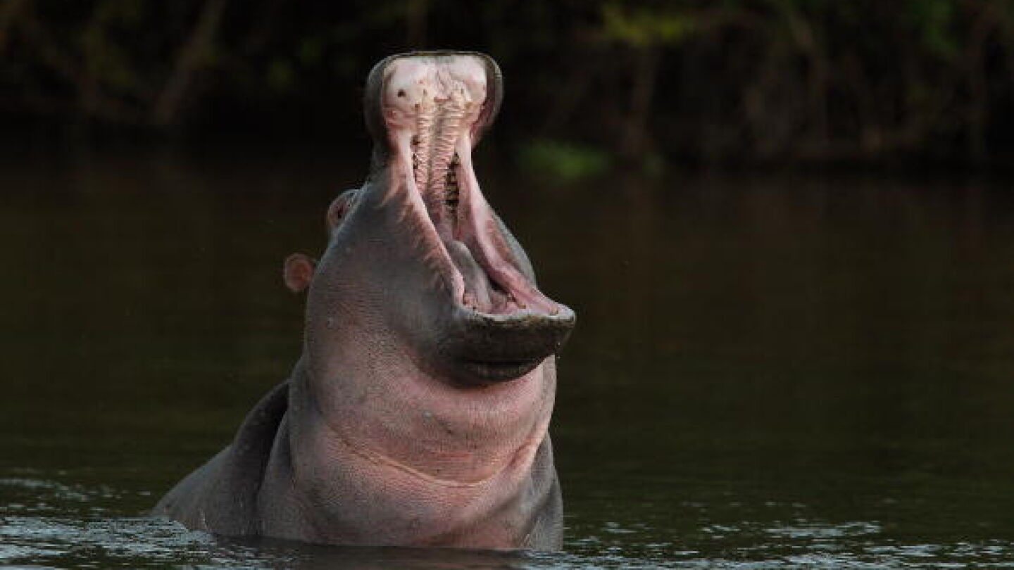 Hipop&oacute;tamo en el r&iacute;o Limpopo