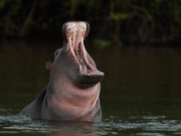 Hipopótamo en el río Limpopo Hipopótamo en el río Limpopo