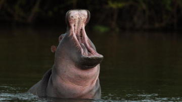 Hipopótamo en el río Limpopo