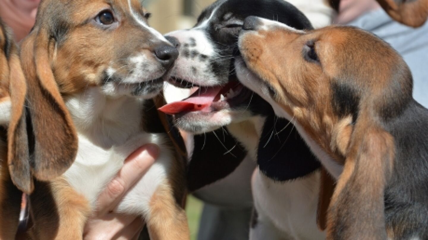Camada de cachorros