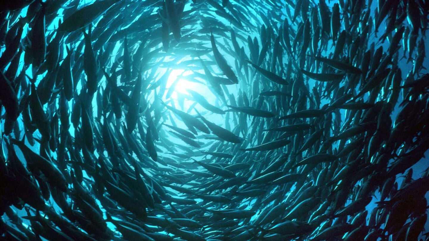 Banco de peces