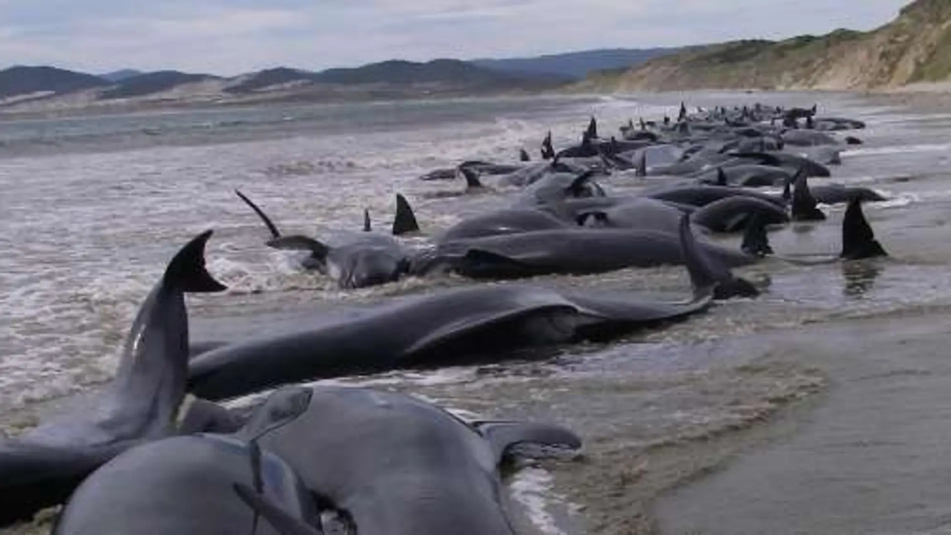 Ballenas varadas en la costa