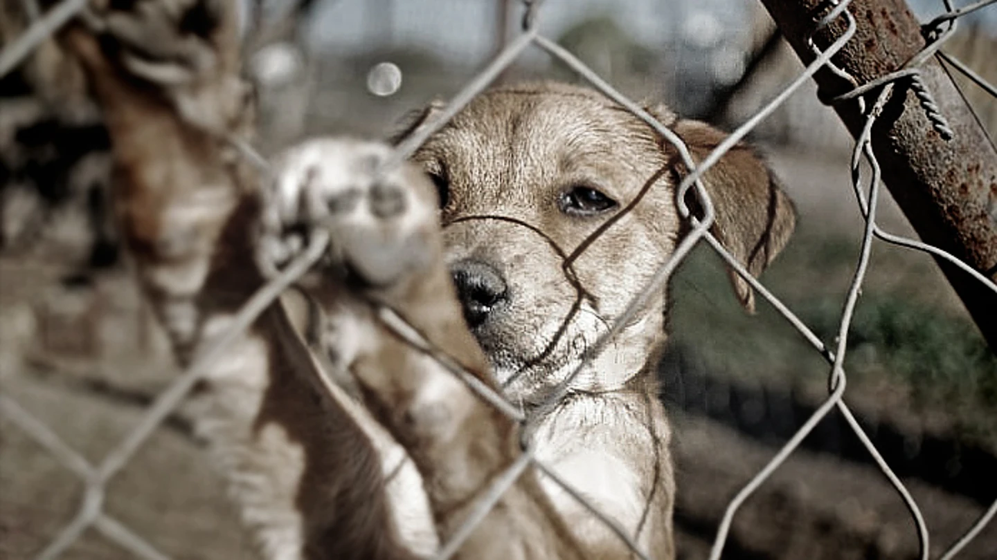 Imagen de un perro tras una valla Imagen de un perro tras una valla