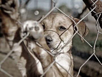 Imagen de un perro tras una valla Imagen de un perro tras una valla