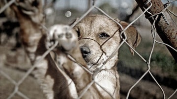 Imagen de un perro tras una valla