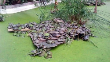 Tortugas en el estanque de la estación de Atocha
