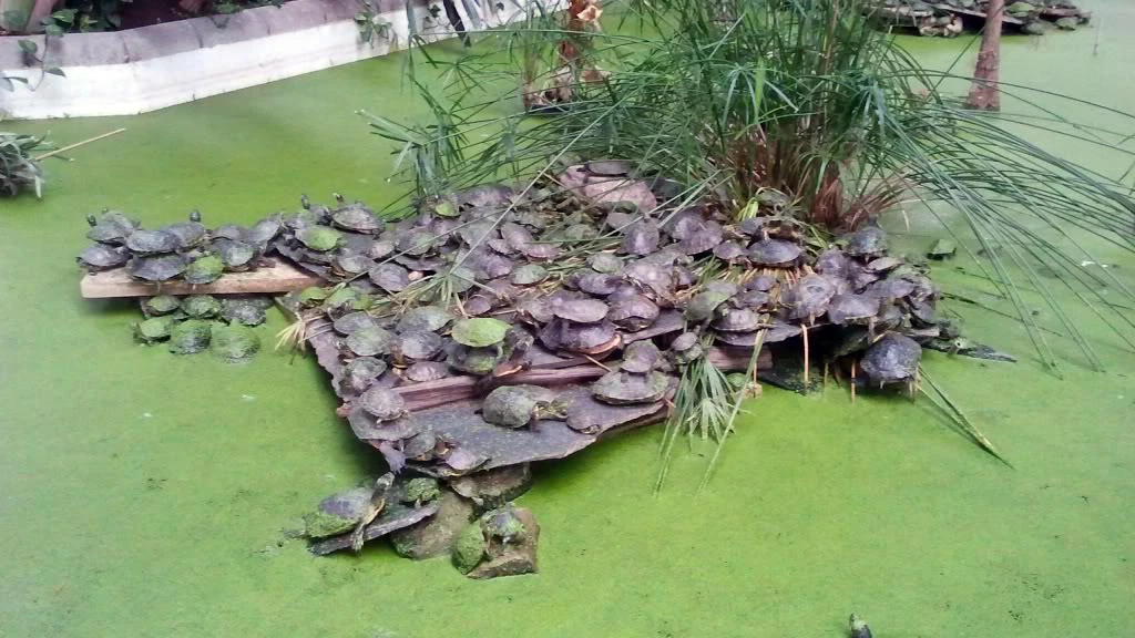 Tortugas en el estanque de la estación de Atocha