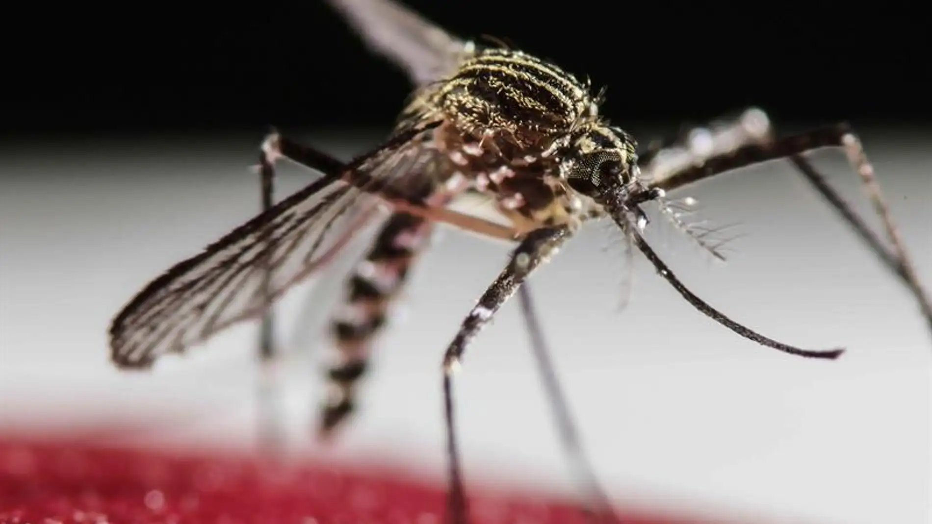 Mosquito Aedes Aegypti, transmisor del virus Zika