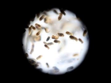 Un grupo de pupas del mosquito de la variedad 'Aedes aegytpi', que transmite el virus del zika