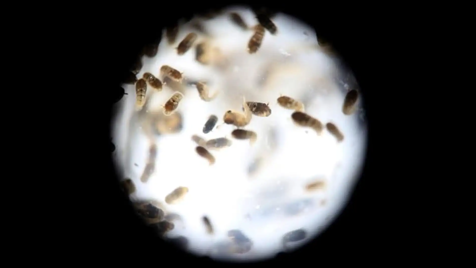 Un grupo de pupas del mosquito de la variedad 'Aedes aegytpi', que transmite el virus del zika