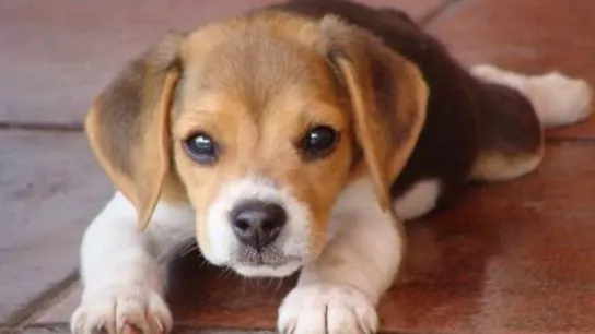 Imagen de un perro Imagen de un perro