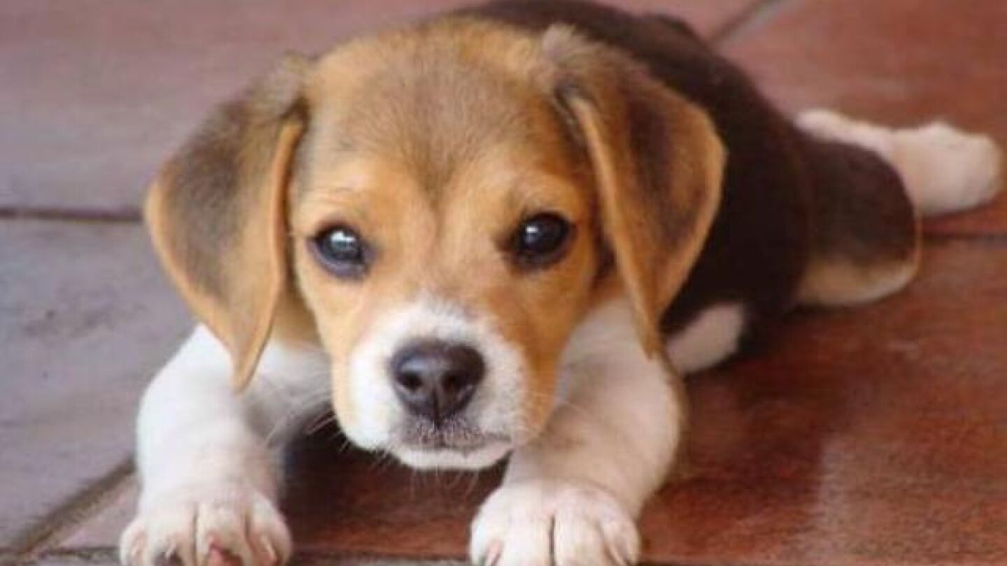 Imagen de un perro